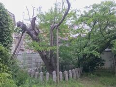 ���P���̂��������̎ʐ^1