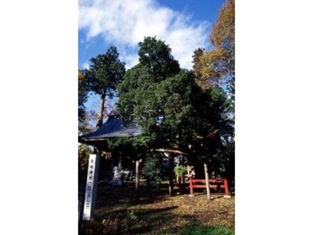 ��ʁi���񂱁j�̎ʐ^1