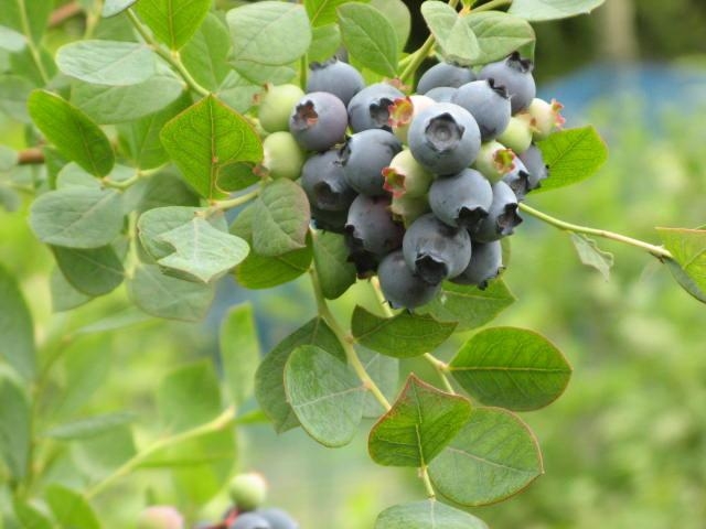 ���̉w �݂Ȃݔg�� �u���[�x���[���̎ʐ^1