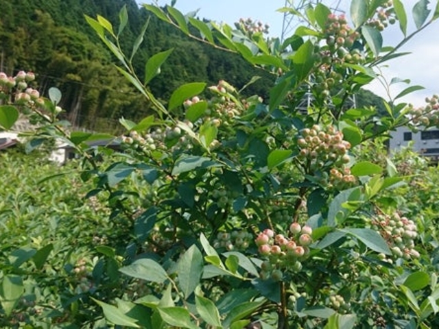 ���̉w �݂Ȃݔg�� �u���[�x���[��