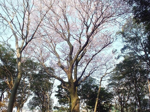 ���ÁE�ێR�Õ�