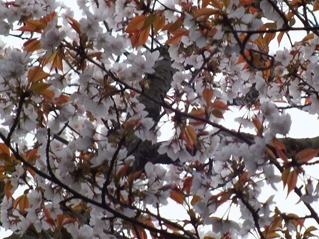 ���ÁE�ێR�Õ�