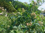 ���̉w �݂Ȃݔg�� �u���[�x���[���̎ʐ^3