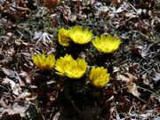 ���������̎ʐ^1