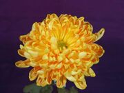 ���Z�e�̎ʐ^2