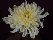 ���Z�e�̎ʐ^3