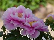 ���c���̉��O�̎ʐ^2