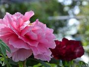 ���c���̉��O�̎ʐ^1