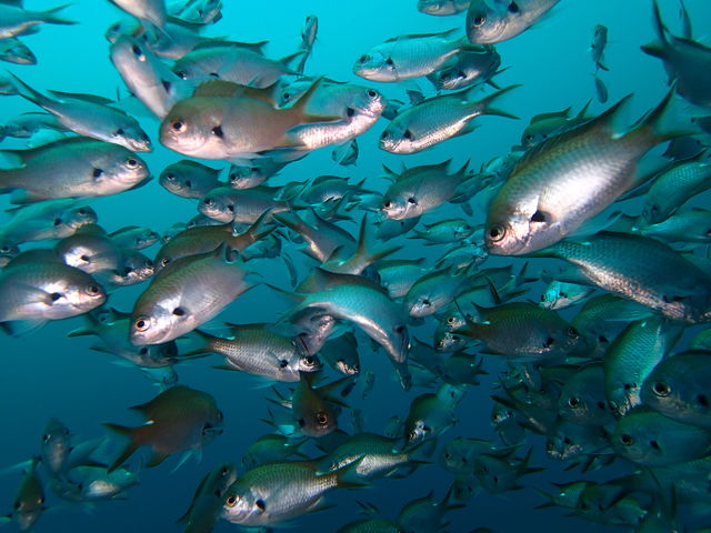 ��z�O�_�C�r���O�p�[�N