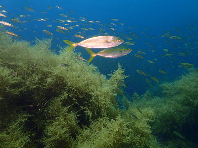 ��z�O�_�C�r���O�p�[�N