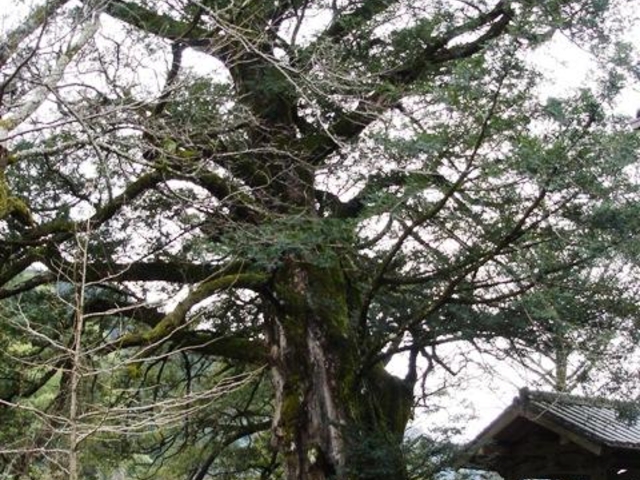 �P�����̃J���̎ʐ^1