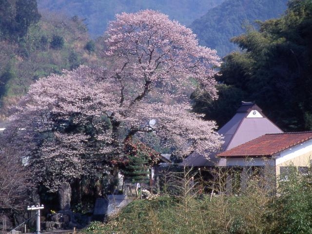 �󉺂̃G�h�q�K���U�N���̎ʐ^1