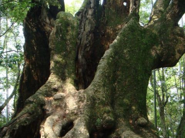 �ˍ�̑��_�ˍ�̑��