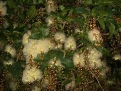 �T�K���o�i�̎ʐ^1