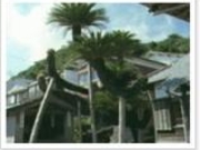 �^�����̎ʐ^1