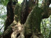 �ˍ�̑��̎ʐ^1