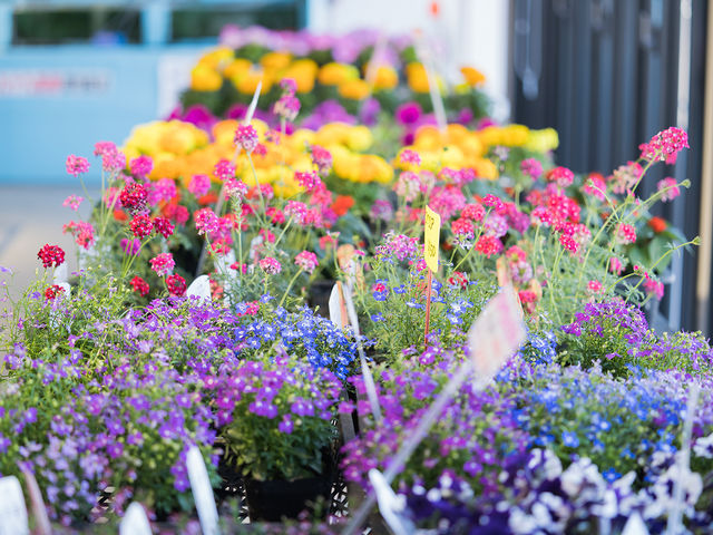 ǂ̎s@FƂǂ̉ԙ񂹐AG߂ɂقȂ܂_ނX}[gEFlX^EẺwEǂ̋@