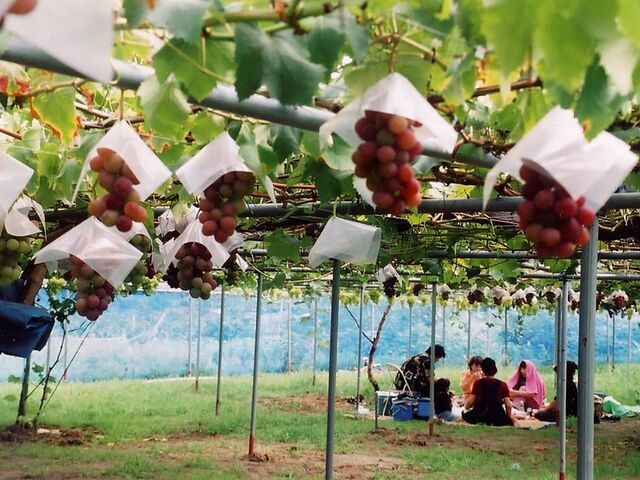 ��ǔ_���̎ʐ^1