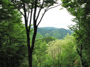 ���{���E�����h�o�R���̎ʐ^2