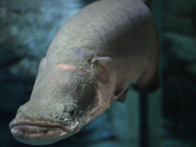 箱根園水族館