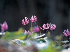 カタクリ山公園の写真1