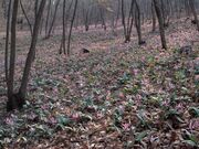 �J�^�N���R�����̎ʐ^1