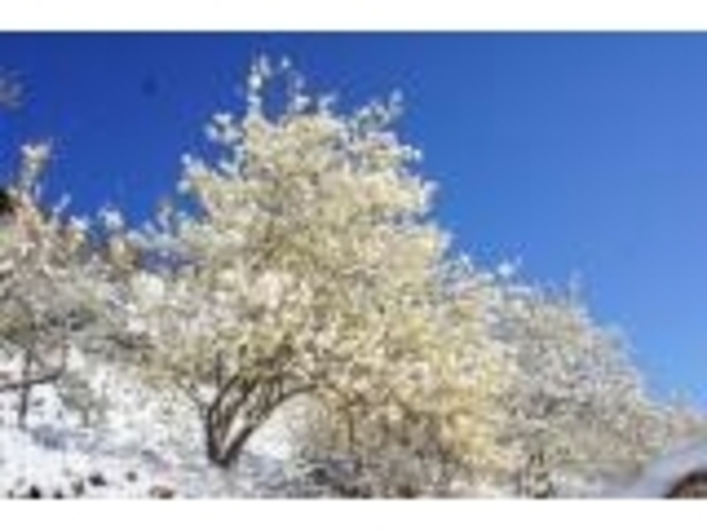 ���R�����̃��E�o�C�̎ʐ^1