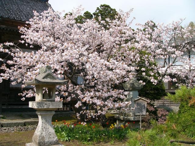 霞桜