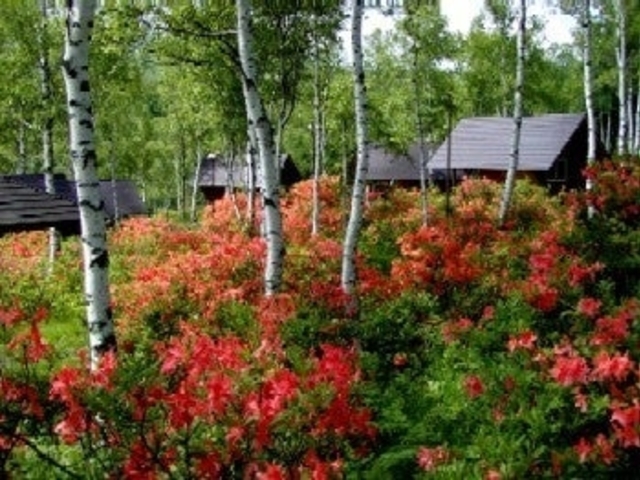 ���񂽂���͑��L�����v��