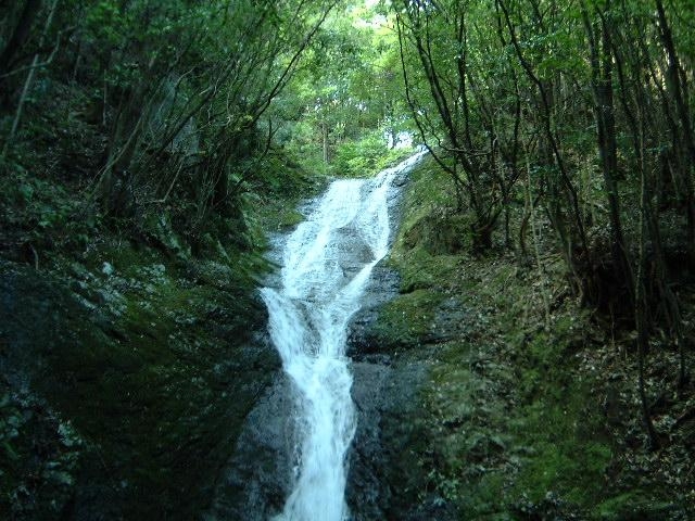 �Ƃǂ�̑�̎ʐ^1