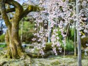 ��󎛂̍��̎ʐ^2