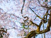 ��󎛂̍��̎ʐ^3