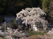 ������̎ʐ^1