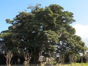 �^�u�m�L�i���h�̂Ȃ��ǂ�j�̎ʐ^1