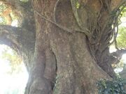 �^�u�m�L�i���h�̂Ȃ��ǂ�j�̎ʐ^2