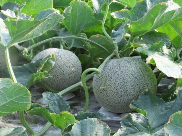 �[��_���i���������j�̎ʐ^1