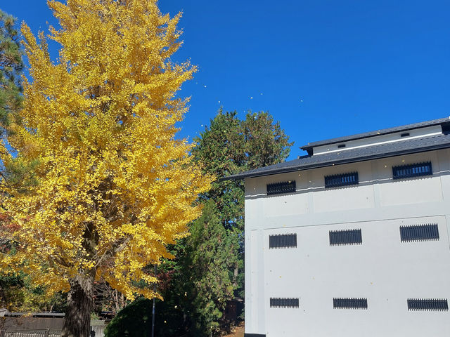 �l�ԍ��� �c���k�� ���p��