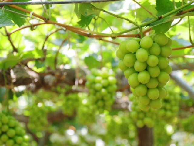 �Ό��ʎ���