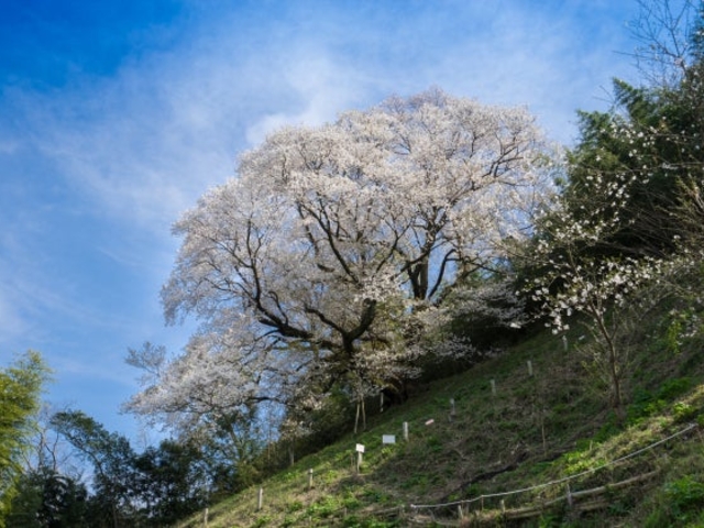 ������̍��i��R���j�̎ʐ^1