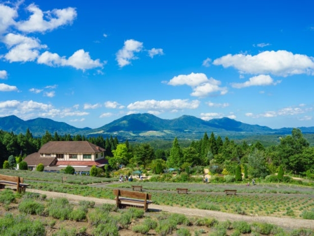 �f�R�n�[�u�K�[�f�� �n�[�r���̎ʐ^1