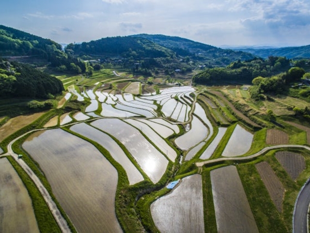 ���{�̒I�c�S�I�@�嚸�a���̒I�c�̎ʐ^1