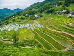 上山の棚田の写真1