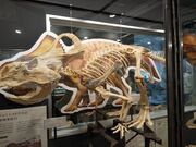 ���R���ȑ�w�@�����w�����ق̎ʐ^1