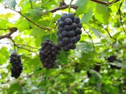 �Ό��ʎ����̎ʐ^2