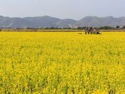 �}���p����n�̉Ԕ��̎ʐ^1