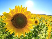 �}���p����n�̉Ԕ��̎ʐ^3