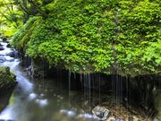 �_��̑�̎ʐ^2