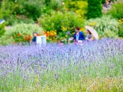 �f�R�n�[�u�K�[�f�� �n�[�r���̎ʐ^2