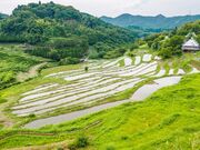 ��R�̒I�c�̎ʐ^2