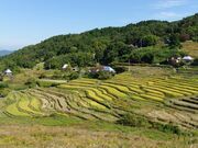 ��R�̒I�c�̎ʐ^3